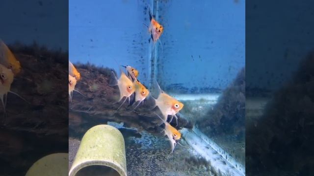 Red Devil Angelfish - The Tropical Fish Shop Sheffield смотреть онлайн