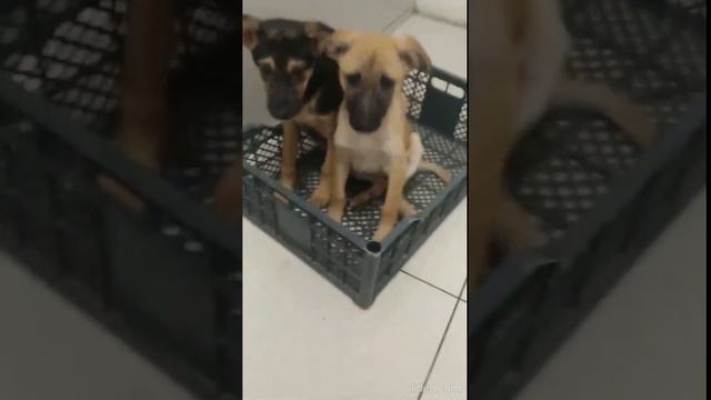 Symiko.ru | Собака Варвара ищет дом. Отдаем бесплатно. Собаки в дар в добрые руки. смотреть онлайн