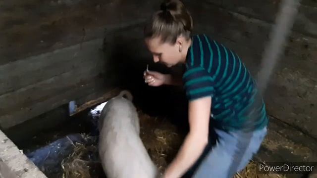 РОЖА у свиньи! Симптомы!Чем и как лечить! смотреть онлайн