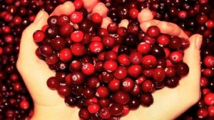 Клюква Уникальный лекарь, полезные свойства клюквы