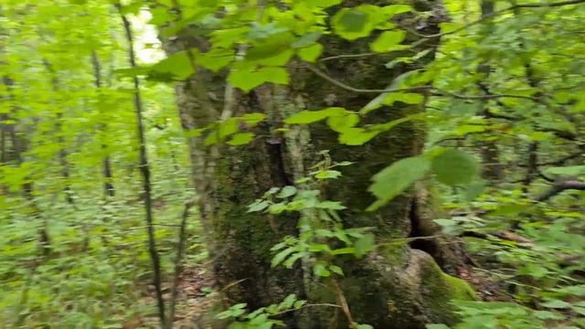 ГРИБАЛКА 2022. НАШЕЛ МЕДВЕЖЬЮ БЕРЛОГУ. ЗМЕИНЫЕ ЯЙЦА. ЗАЛЕЗ НА ГОРУ. смотреть онлайн