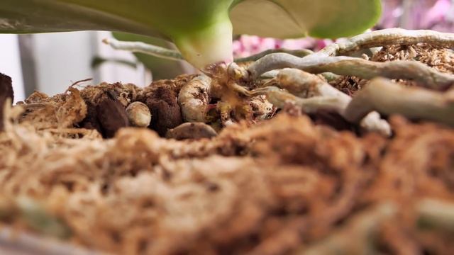 Орхидея ГИБНЕТ. ГНИЛЬ на орхидее. Причина появления. Вероятно это КОНЕЦ. смотреть онлайн