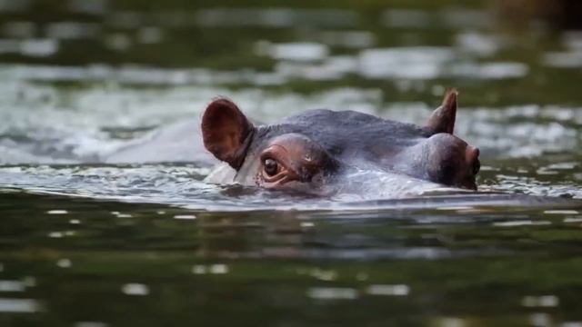 Самые Опасные Домашние Животные в Мире смотреть онлайн