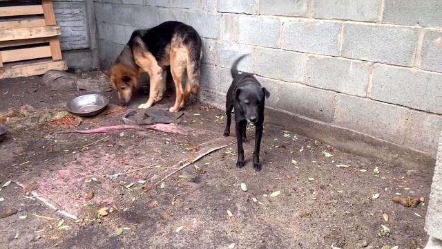 Поездка в приют для животных смотреть онлайн