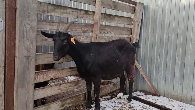 Забросила хозяйство. Будем резать свинью. Козел в деле , кроет коз. смотреть онлайн