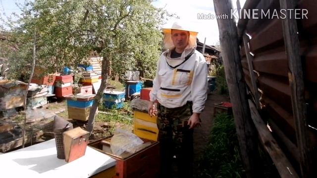 Неплодная матка облетелась через 21 день! Я не ожидал! Ранний отводок! смотреть онлайн