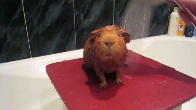 МОРСКАЯ СВИНКА КРОШ КУПАНИЕ МАЙ 2012 ГОД смотреть онлайн