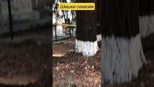 Шишки секвойи смотреть онлайн