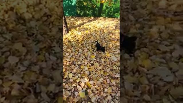 Жози. Белогрудка. смотреть онлайн