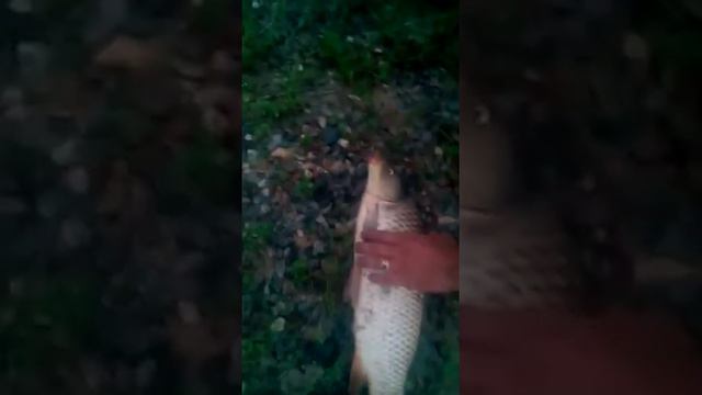 Сазан большой поймал я! смотреть онлайн