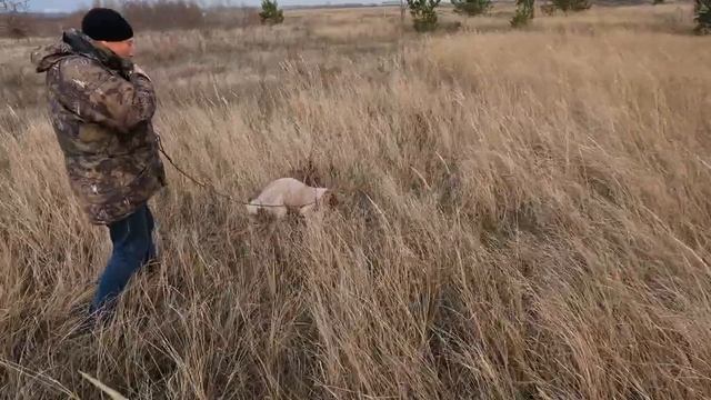 РОС Венди, знакомство с птицей смотреть онлайн