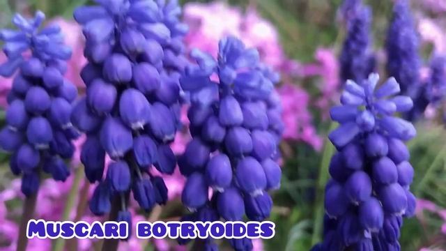 Grape Hyacinth Muscari Botryoides @E. Kodaira #Short смотреть онлайн