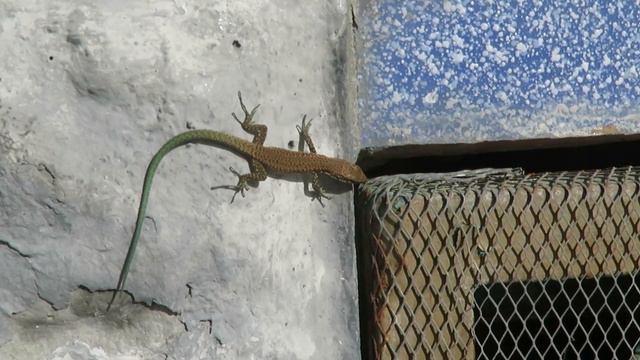 Ящерки у источника Святого Георгия в Вишнёвке смотреть онлайн