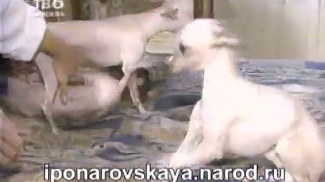 Irina Ponarovskaya - И. Понаровская - Её любимые собаки 1999 смотреть онлайн