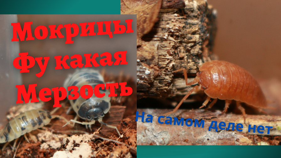 Мокрицы. Содержание дома. Польза для террариума. смотреть онлайн