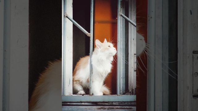 Осеннее чудо . #спасение #кошки #приют смотреть онлайн