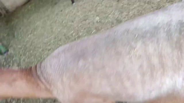 Приобрел у Ахмеда последнего сына магнита! смотреть онлайн