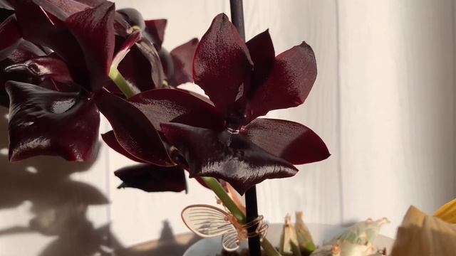 Черная Орхидея Катасетум (Catasetum Monnierara Millennium Magic “Witchcraft”)