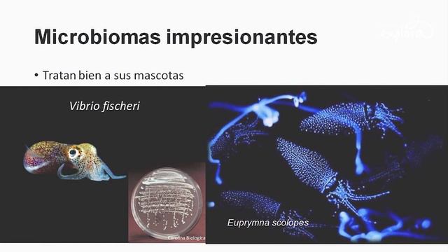 El Microbioma Humano Con Mauricio Corredor Rodríguez | Ciencia En Bicicleta | Parque Explora
