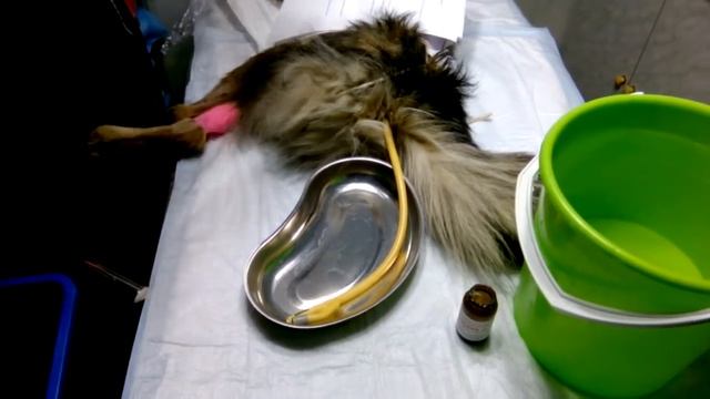 Как делать клизму собаке, кишечный диализ смотреть онлайн