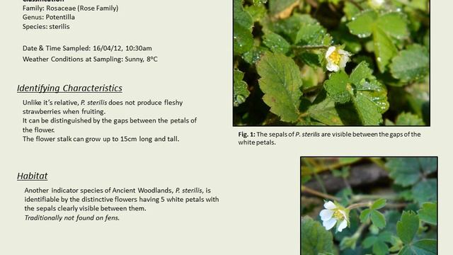 Plant Ecology of The Woodland Riverbank смотреть онлайн