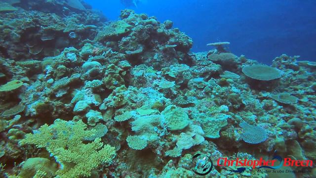 Scuba Diving Mermaids Grotto in Okinawa, Japan смотреть онлайн