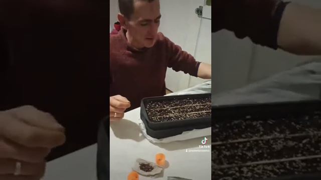 высаживание семян туи аурея нана. как думаете получится? смотреть онлайн