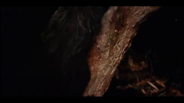 Руконожка, или Ай Ай/Самое Необычное Животное Мадагаскара/Что за зверь Руконожка смотреть онлайн