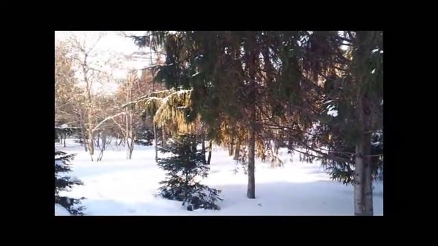 Видео. Зимняя природа в городе . смотреть онлайн