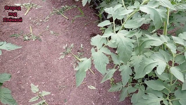 Томат Дантина часть 1-я смотреть онлайн