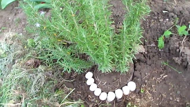 Посадка Розмарина и что выросло за 2 года из черенка/Rosemary and what has grown in 2 years смотреть онлайн