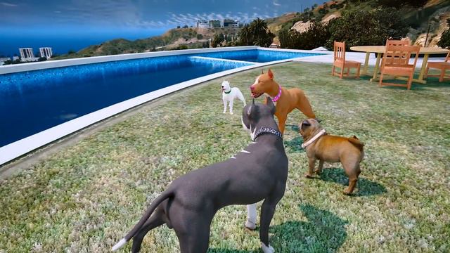 TERMİNATÖR ABİSİ SİYAH PİTBULL TYSON'LA KAVGA EDİYOR! - GTA 5 смотреть онлайн