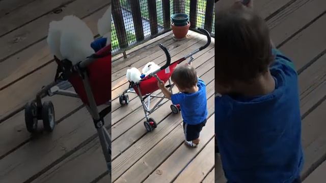 Baby Max FIRST STEPS!! Walking teddy bear!! So CUTE смотреть онлайн
