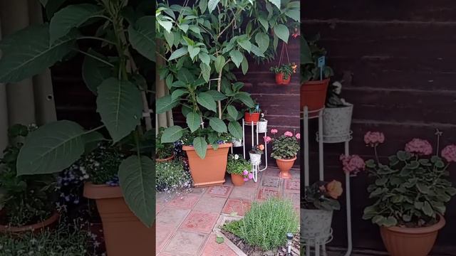 Бругмансия и ее дети!) выходят на повторное цветение)