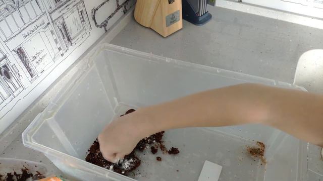 Улитки Ахатины /Чем наполнить контейнер смотреть онлайн