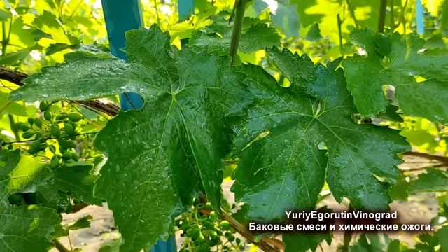 ? Стой! Даже НЕ ДУМАЙ ЭТИ БАКОВЫЕ СМЕСИ применять на винограде. Вот ПОЧЕМУ от БАКОВЫХ СМЕСЕЙ ожоги. смотреть онлайн