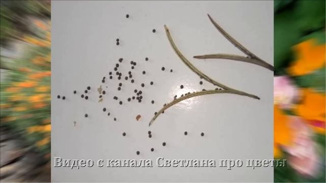 Какие однолетние цветы можно сеять в грунт без выращивания рассады смотреть онлайн