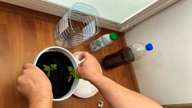 13.09.2020 томаты Бонсай и другие помидорки в горшках Santino. Добавление БИОХЕЛАТ ГУМАТ. смотреть онлайн