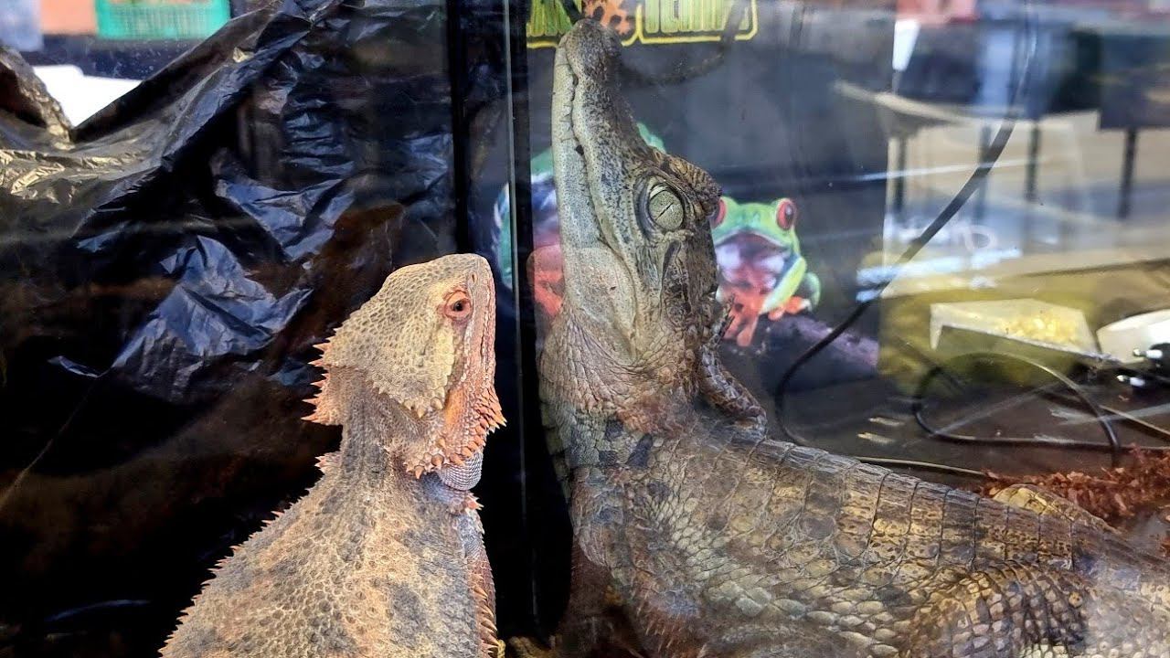 Yoll's добрый Stream из Санкт-Петербурга. Рептилиум в Питере!