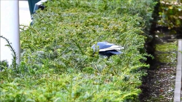 Beautiful Leucistic Jackdaw / Mooie Leucistische Kauw (Coloeus Monedula)