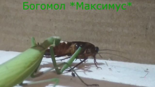 Богомол Максимус на охоте, музыка сектор газа - Ночь перед рождеством- KORG pa 1000 смотреть онлайн