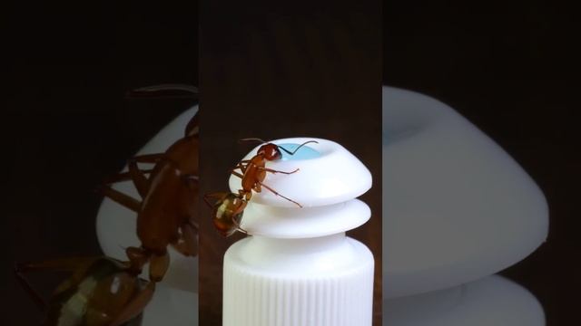 Orange Ant Drinks Blue Liquid смотреть онлайн