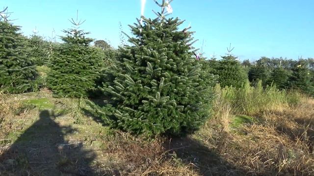 Пихта Нордмана (срубленная новогодняя пихта) 16786 смотреть онлайн