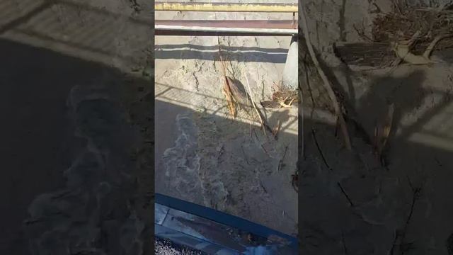 Горная река. Бешеный поток после дождей в горах. смотреть онлайн