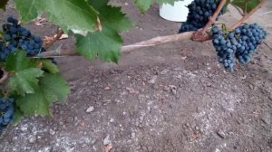 Виноград Каберне Кортис 12 09 2020