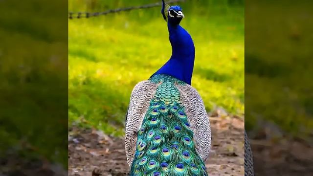 Песня на Лезгинском языке: исполняет Х. Амир-Аслан смотреть онлайн