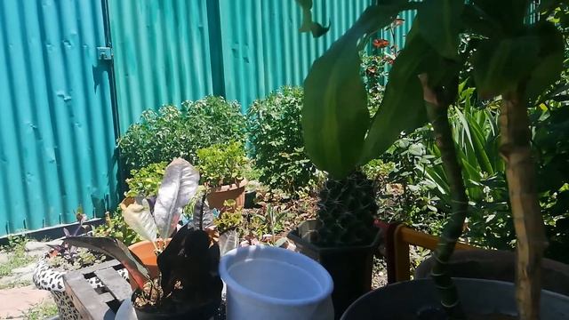 Пересадка драценны и кротона! смотреть онлайн