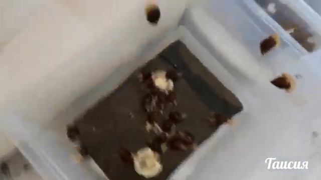 САМАЯ БОЛЬШАЯ ОТПРАВКА 119 УЛИТОК . смотреть онлайн