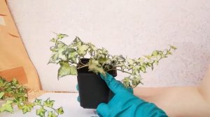 Черенкование и укоренение плюща.