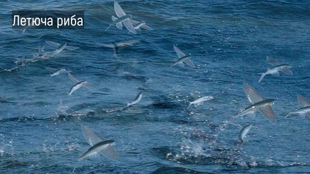 Морські тварини. Серія «Природне довкілля». Презентація Фотоальбому смотреть онлайн